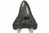 Fossil Megalodon Tooth - South Carolina #168947-1